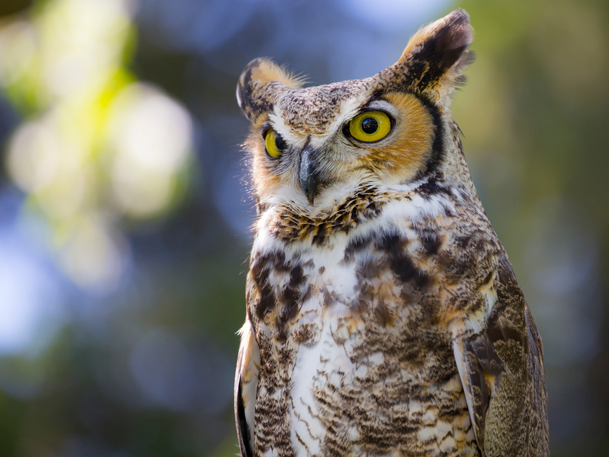 Great Horned Owl