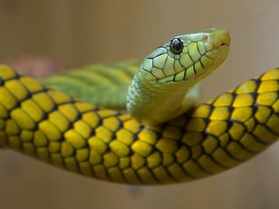 Portrait of a Green Tree Snake