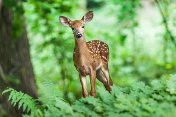 Deer in the Forest