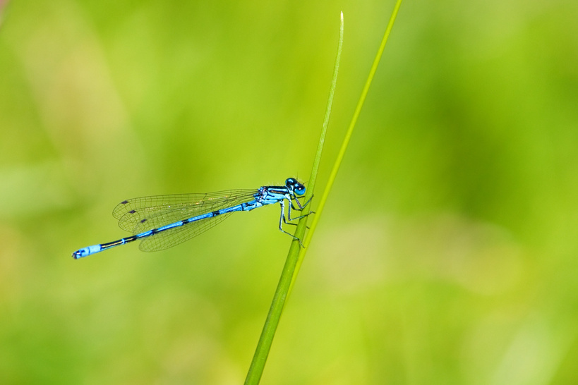 Dragonfly on a Plant